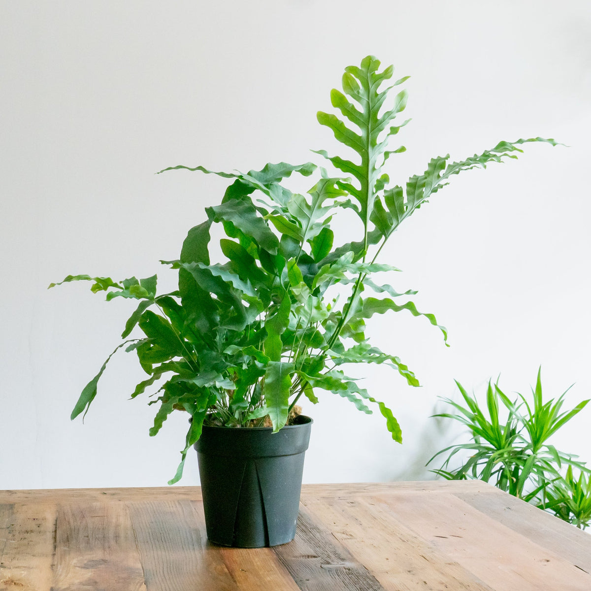 フレポディウム　ブルースターをオーダーするならFlower&amp;Plants tette │ 「手から手へ、想いを運ぶフラワーショップ」【板橋駅徒歩4分】【熟練フローリスト夫婦が運営】【最短2営業日で発送】【24時間365日注文OK】【ギフトは3300円〜】フラワーギフトを手から手へ、想いを込めたブーケやアレンジメントで大切な人に感謝と愛情を。シーンや用途に合わせて選びやすい豊富な種
