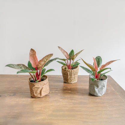 母の日 フィロデンドロン ピンクバーキンのギフトをオーダーするならFlower&amp;Plants tette │ 「手から手へ、想いを運ぶフラワーショップ」【板橋駅徒歩4分】【熟練フローリスト夫婦が運営】【最短2営業日で発送】【24時間365日注文OK】【ギフトは3300円〜】フラワーギフトを手から手へ、想いを込めたブーケやアレンジメントで大切な人に感謝と愛情を。シーンや用途に合わせて選びやすい豊富な種