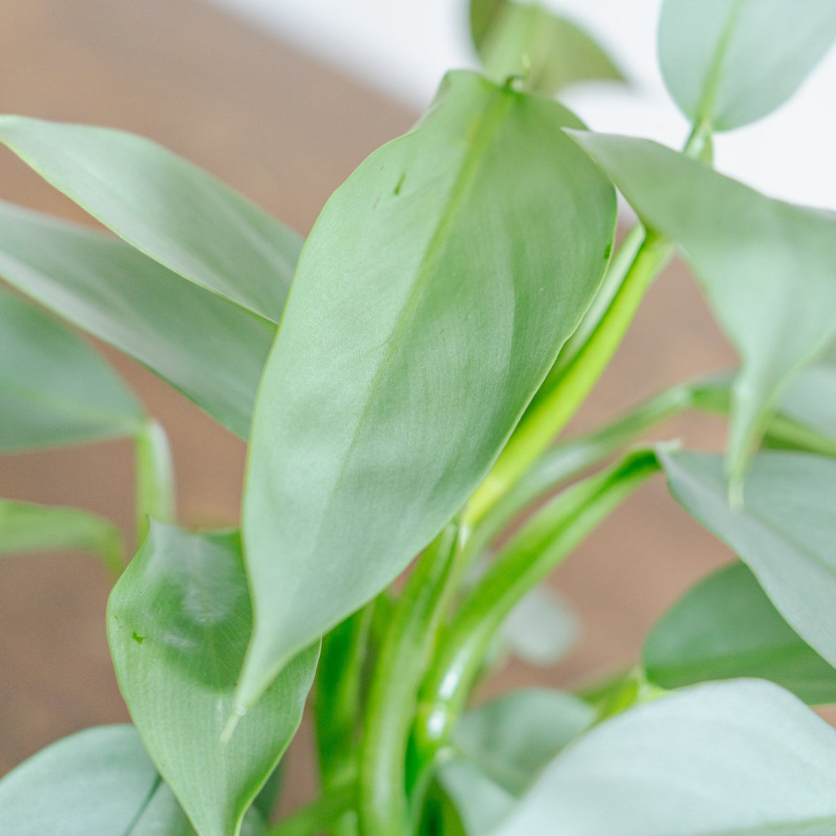 フィロデンドロン シルバーメタルをオーダーするならFlower&amp;Plants tette │ 「手から手へ、想いを運ぶフラワーショップ」【板橋駅徒歩4分】【熟練フローリスト夫婦が運営】【最短2営業日で発送】【24時間365日注文OK】【ギフトは3300円〜】フラワーギフトを手から手へ、想いを込めたブーケやアレンジメントで大切な人に感謝と愛情を。シーンや用途に合わせて選びやすい豊富な種