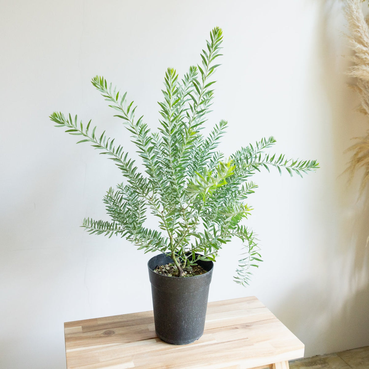 アカシア ブルーブッシュをオーダーするならFlower&amp;Plants tette │ 「手から手へ、想いを運ぶフラワーショップ」【板橋駅徒歩4分】【熟練フローリスト夫婦が運営】【最短2営業日で発送】【24時間365日注文OK】【ギフトは3300円〜】フラワーギフトを手から手へ、想いを込めたブーケやアレンジメントで大切な人に感謝と愛情を。シーンや用途に合わせて選びやすい豊富な種