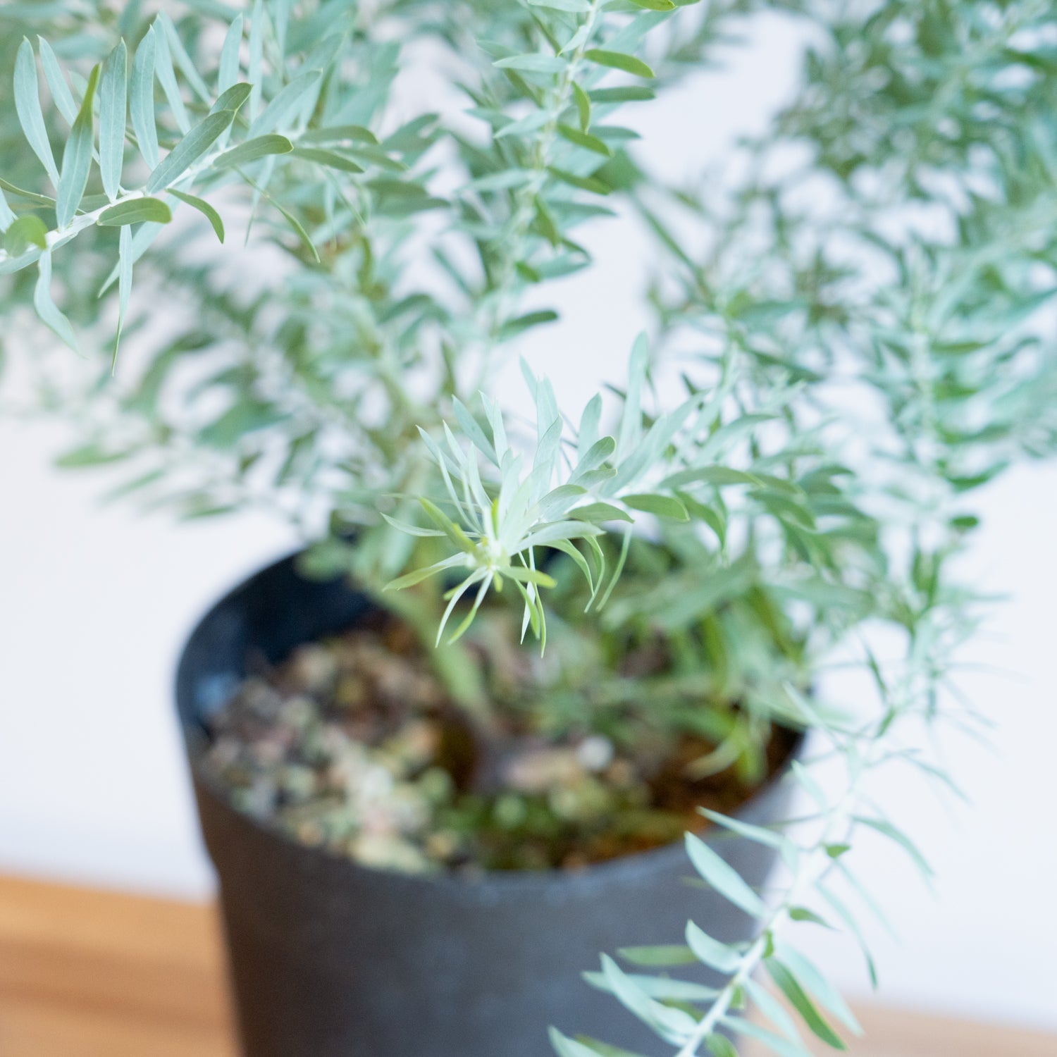 ブルーブッシュ/ 580 花苗 観葉植物：アカシア ブルーブッシュ*5号 Blue bush : 遊恵