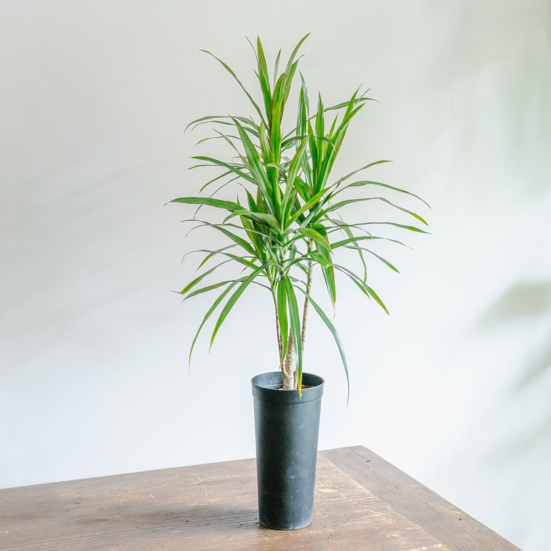 ドラセナ ナビーをオーダーするならFlower&amp;Plants tette │ 「手から手へ、想いを運ぶフラワーショップ」【板橋駅徒歩4分】【熟練フローリスト夫婦が運営】【最短2営業日で発送】【24時間365日注文OK】【ギフトは3300円〜】フラワーギフトを手から手へ、想いを込めたブーケやアレンジメントで大切な人に感謝と愛情を。シーンや用途に合わせて選びやすい豊富な種
