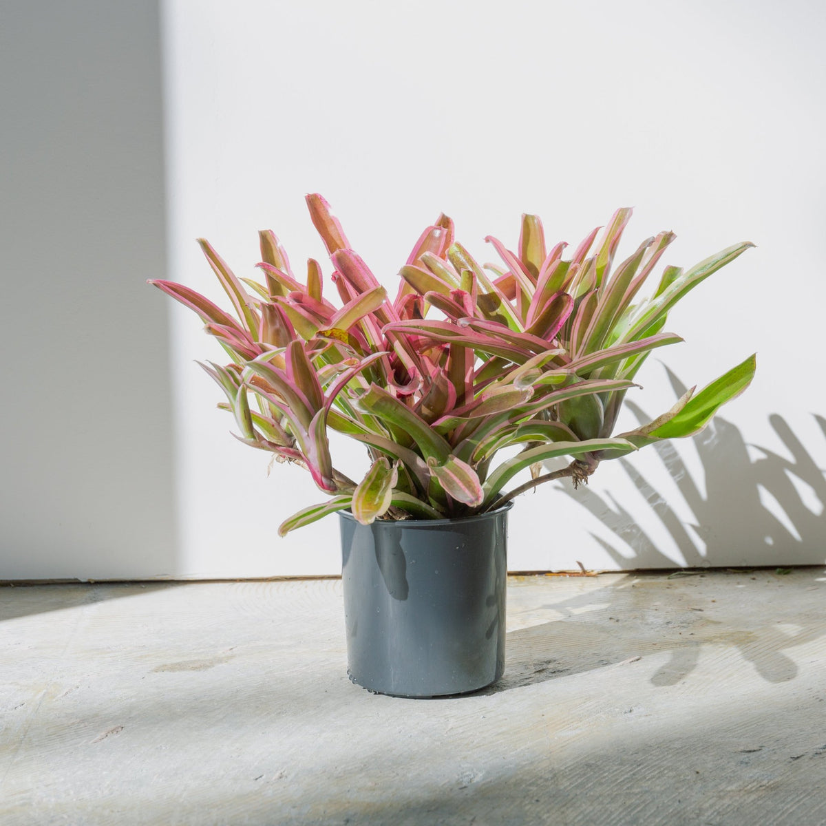 ネオレゲリア・ファイアーボールをオーダーするならFlower&amp;Plants tette │ 「手から手へ、想いを運ぶフラワーショップ」【板橋駅徒歩4分】【熟練フローリスト夫婦が運営】【最短2営業日で発送】【24時間365日注文OK】【ギフトは3300円〜】フラワーギフトを手から手へ、想いを込めたブーケやアレンジメントで大切な人に感謝と愛情を。シーンや用途に合わせて選びやすい豊富な種