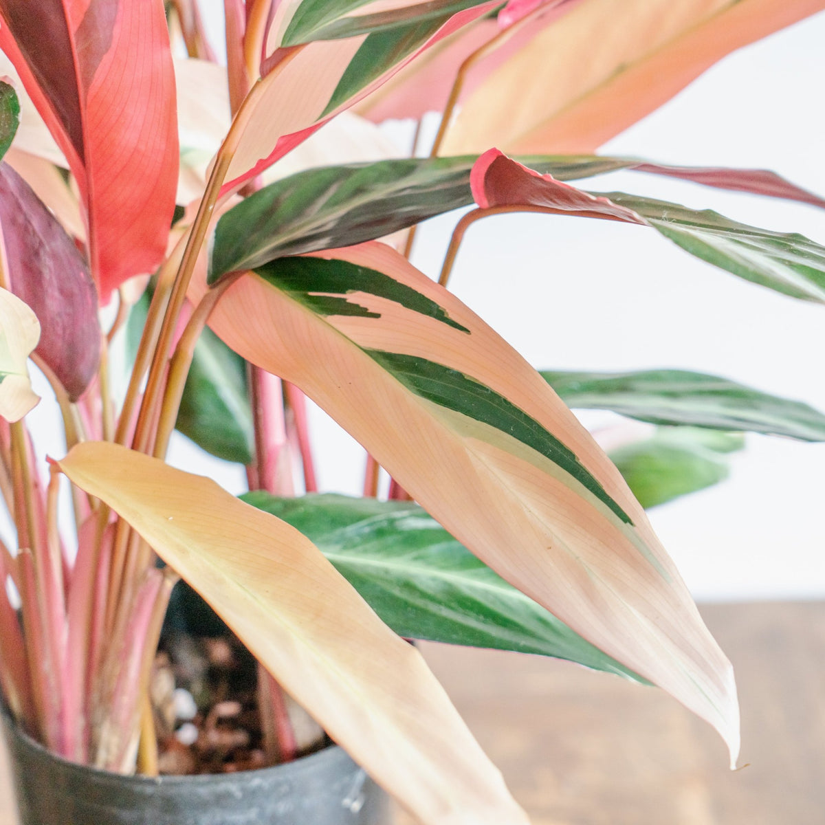 カラテア トリオスターをオーダーするならFlower&amp;Plants tette │ 「手から手へ、想いを運ぶフラワーショップ」【板橋駅徒歩4分】【熟練フローリスト夫婦が運営】【最短2営業日で発送】【24時間365日注文OK】【ギフトは3300円〜】フラワーギフトを手から手へ、想いを込めたブーケやアレンジメントで大切な人に感謝と愛情を。シーンや用途に合わせて選びやすい豊富な種