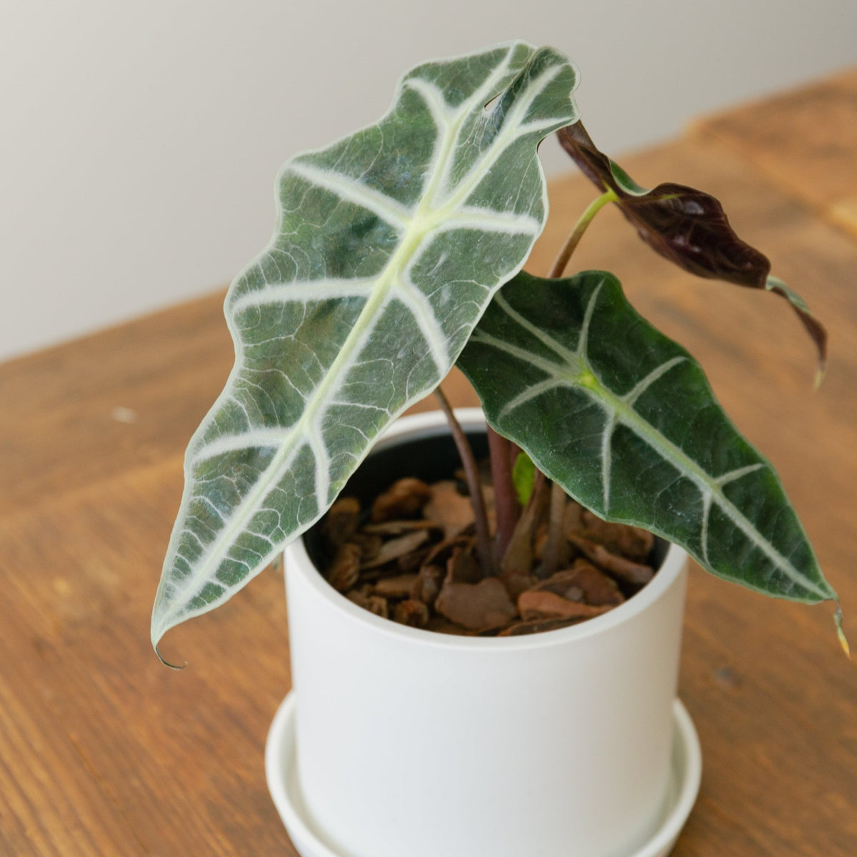 アロカシア アマゾニアをオーダーするならFlower&amp;Plants tette │ 「手から手へ、想いを運ぶフラワーショップ」【板橋駅徒歩4分】【熟練フローリスト夫婦が運営】【最短2営業日で発送】【24時間365日注文OK】【ギフトは3300円〜】フラワーギフトを手から手へ、想いを込めたブーケやアレンジメントで大切な人に感謝と愛情を。シーンや用途に合わせて選びやすい豊富な種