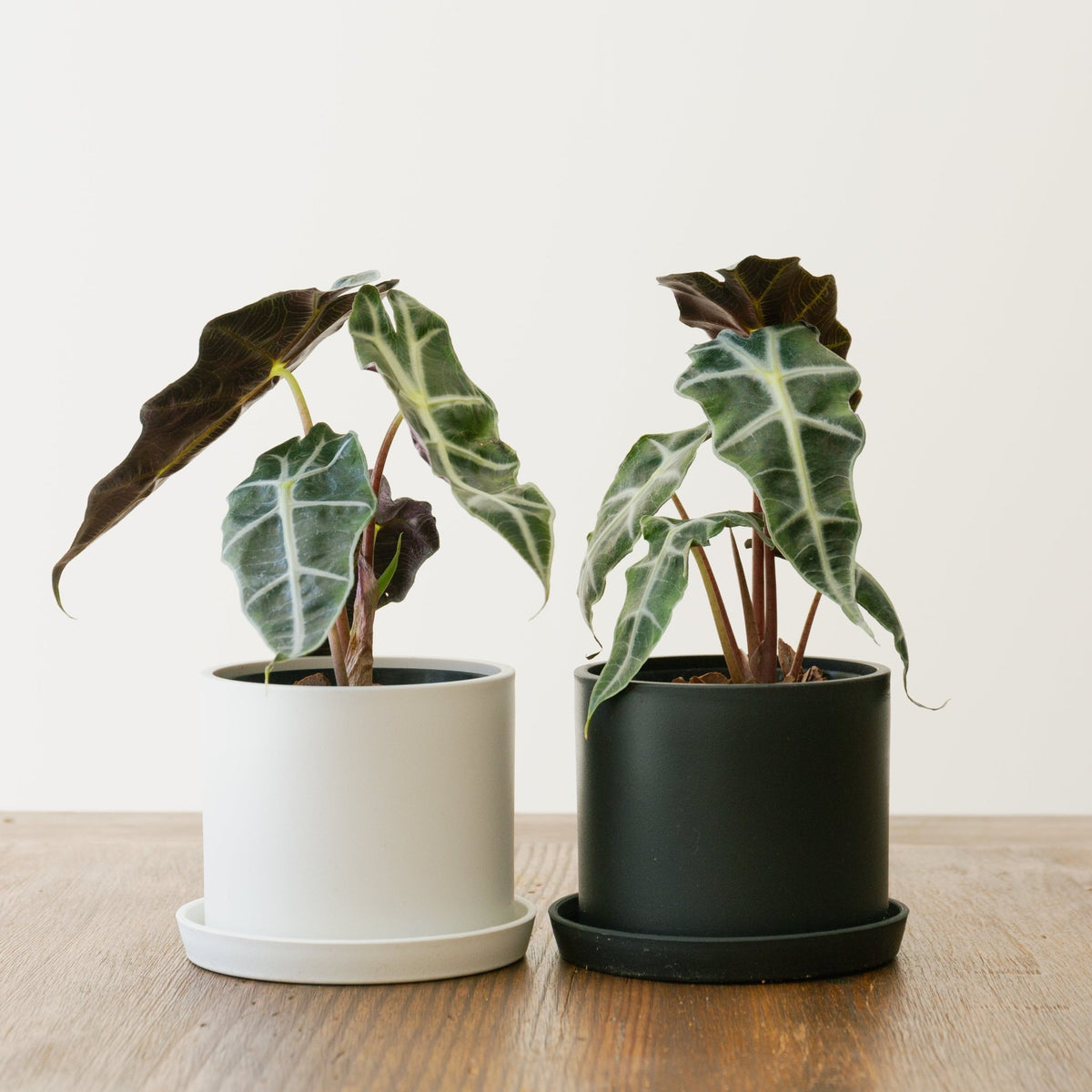 アロカシア アマゾニアをオーダーするならFlower&amp;Plants tette │ 「手から手へ、想いを運ぶフラワーショップ」【板橋駅徒歩4分】【熟練フローリスト夫婦が運営】【最短2営業日で発送】【24時間365日注文OK】【ギフトは3300円〜】フラワーギフトを手から手へ、想いを込めたブーケやアレンジメントで大切な人に感謝と愛情を。シーンや用途に合わせて選びやすい豊富な種