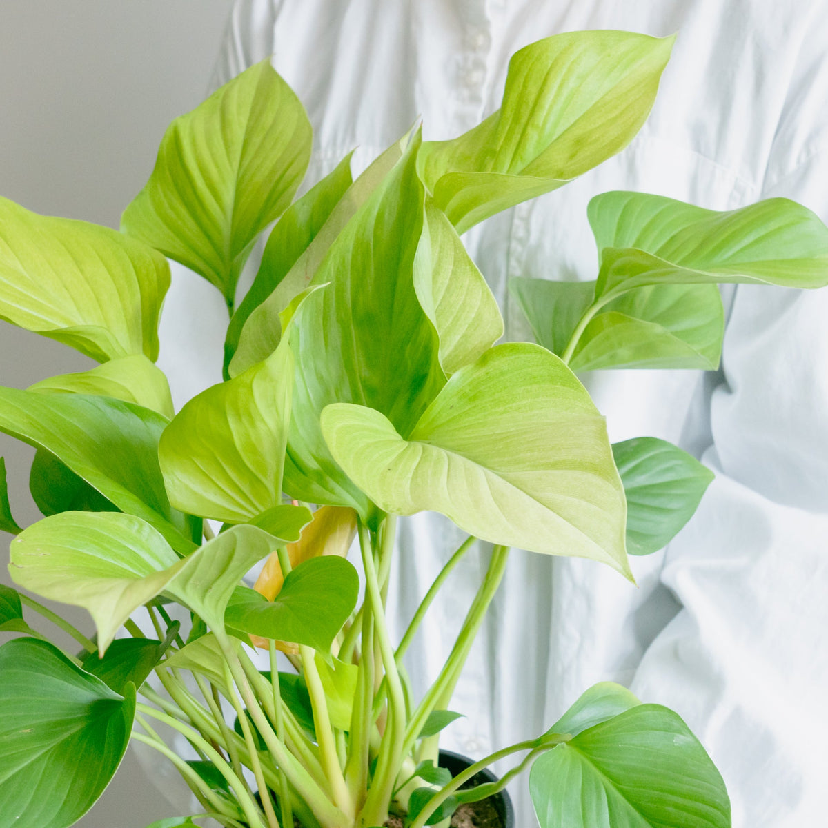 ホマロメナサンシャインジェムをオーダーするならFlower&amp;Plants tette │ 「手から手へ、想いを運ぶフラワーショップ」【板橋駅徒歩4分】【熟練フローリスト夫婦が運営】【最短2営業日で発送】【24時間365日注文OK】【ギフトは3300円〜】フラワーギフトを手から手へ、想いを込めたブーケやアレンジメントで大切な人に感謝と愛情を。シーンや用途に合わせて選びやすい豊富な種
