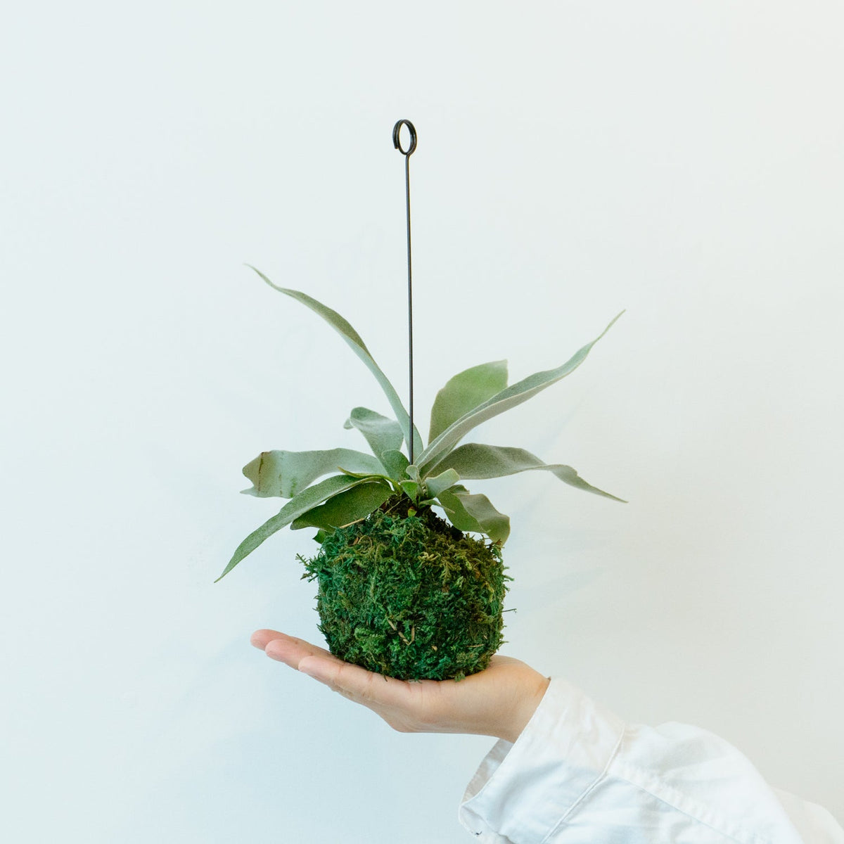 ビカクシダ　ヴィーチーをオーダーするならFlower&amp;Plants tette │ 「手から手へ、想いを運ぶフラワーショップ」【板橋駅徒歩4分】【熟練フローリスト夫婦が運営】【最短2営業日で発送】【24時間365日注文OK】【ギフトは3300円〜】フラワーギフトを手から手へ、想いを込めたブーケやアレンジメントで大切な人に感謝と愛情を。シーンや用途に合わせて選びやすい豊富な種