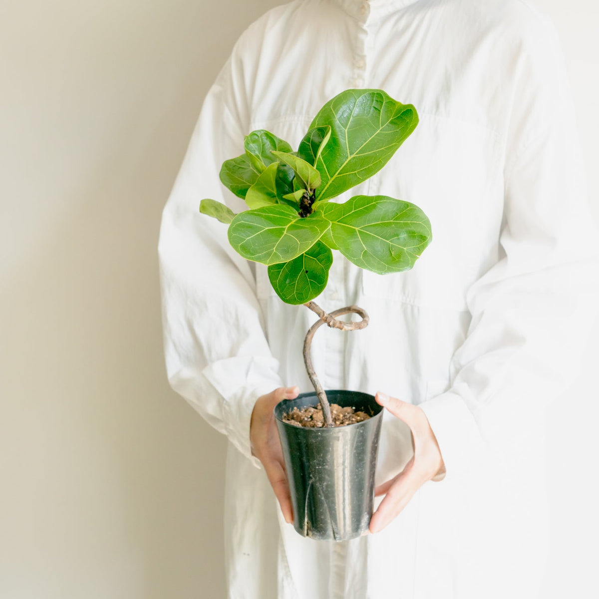 フィカス　バンビーノをオーダーするならFlower&amp;Plants tette │ 「手から手へ、想いを運ぶフラワーショップ」【板橋駅徒歩4分】【熟練フローリスト夫婦が運営】【最短2営業日で発送】【24時間365日注文OK】【ギフトは3300円〜】フラワーギフトを手から手へ、想いを込めたブーケやアレンジメントで大切な人に感謝と愛情を。シーンや用途に合わせて選びやすい豊富な種