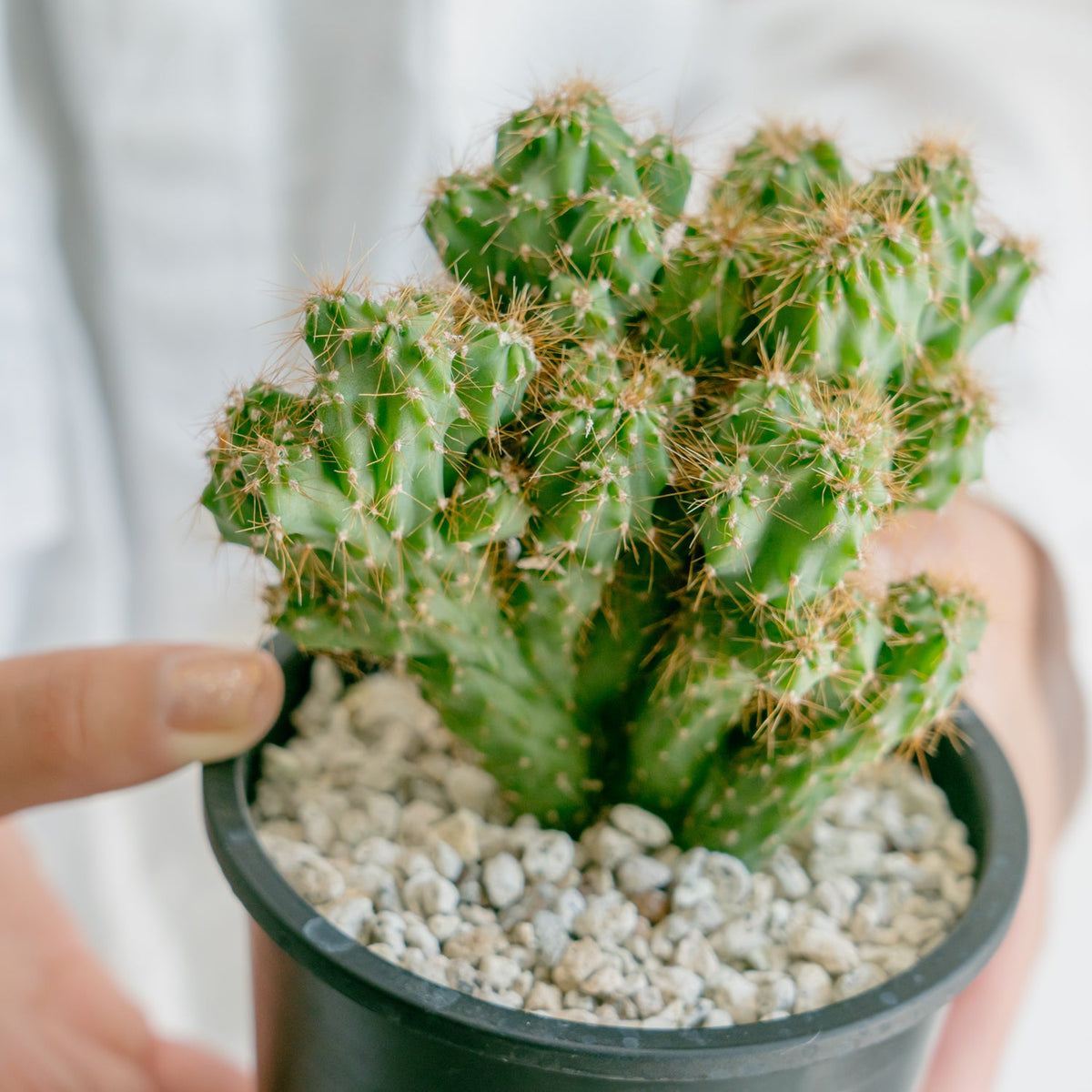 サボテン 金獅子をオーダーするならFlower&amp;Plants tette │ 「手から手へ、想いを運ぶフラワーショップ」【板橋駅徒歩4分】【熟練フローリスト夫婦が運営】【最短2営業日で発送】【24時間365日注文OK】【ギフトは3300円〜】フラワーギフトを手から手へ、想いを込めたブーケやアレンジメントで大切な人に感謝と愛情を。シーンや用途に合わせて選びやすい豊富な種
