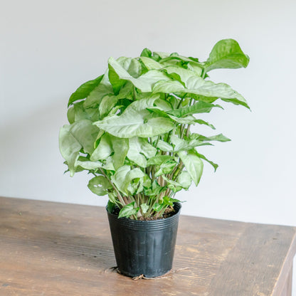 シンゴジウムをオーダーするならFlower&amp;Plants tette │ 「手から手へ、想いを運ぶフラワーショップ」【板橋駅徒歩4分】【熟練フローリスト夫婦が運営】【最短2営業日で発送】【24時間365日注文OK】【ギフトは3300円〜】フラワーギフトを手から手へ、想いを込めたブーケやアレンジメントで大切な人に感謝と愛情を。シーンや用途に合わせて選びやすい豊富な種