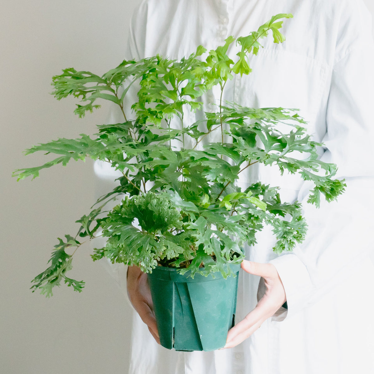 フレポディウム ファラックスをオーダーするならFlower&amp;Plants tette │ 「手から手へ、想いを運ぶフラワーショップ」【板橋駅徒歩4分】【熟練フローリスト夫婦が運営】【最短2営業日で発送】【24時間365日注文OK】【ギフトは3300円〜】フラワーギフトを手から手へ、想いを込めたブーケやアレンジメントで大切な人に感謝と愛情を。シーンや用途に合わせて選びやすい豊富な種