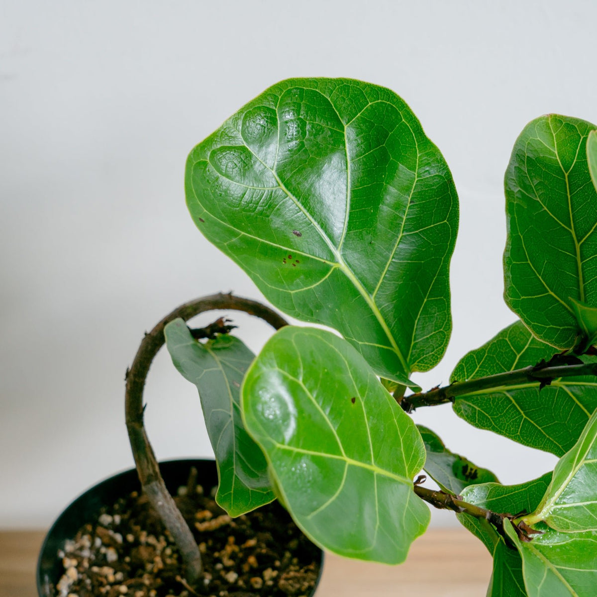 フィカス　バンビーノをオーダーするならFlower&amp;Plants tette │ 「手から手へ、想いを運ぶフラワーショップ」【板橋駅徒歩4分】【熟練フローリスト夫婦が運営】【最短2営業日で発送】【24時間365日注文OK】【ギフトは3300円〜】フラワーギフトを手から手へ、想いを込めたブーケやアレンジメントで大切な人に感謝と愛情を。シーンや用途に合わせて選びやすい豊富な種