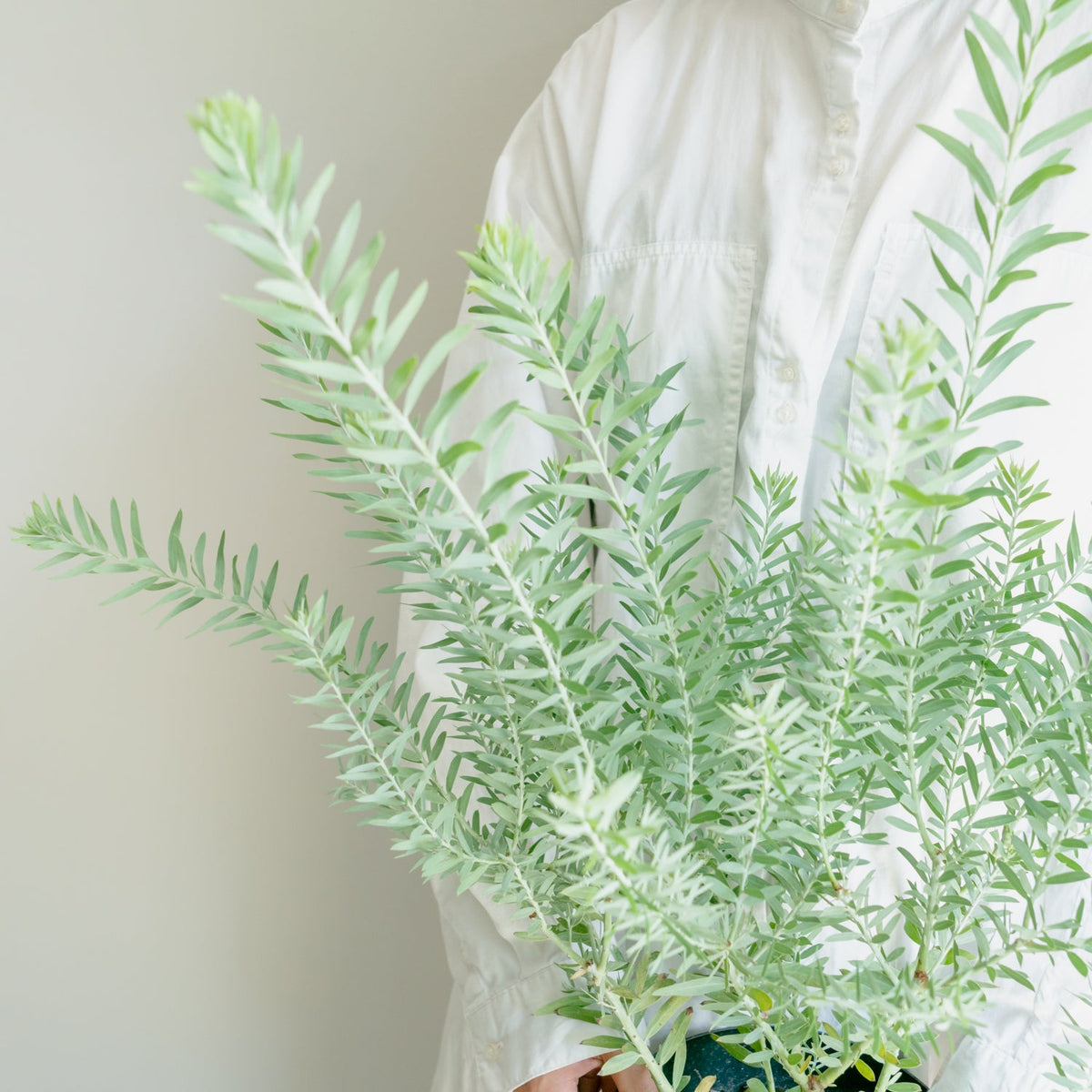 アカシア ブルーブッシュをオーダーするならFlower&amp;Plants tette │ 「手から手へ、想いを運ぶフラワーショップ」【板橋駅徒歩4分】【熟練フローリスト夫婦が運営】【最短2営業日で発送】【24時間365日注文OK】【ギフトは3300円〜】フラワーギフトを手から手へ、想いを込めたブーケやアレンジメントで大切な人に感謝と愛情を。シーンや用途に合わせて選びやすい豊富な種