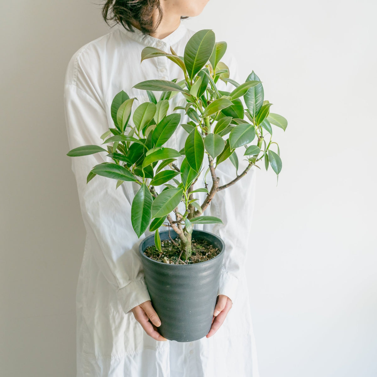 フィカス メラニーをオーダーするならFlower&amp;Plants tette │ 「手から手へ、想いを運ぶフラワーショップ」【板橋駅徒歩4分】【熟練フローリスト夫婦が運営】【最短2営業日で発送】【24時間365日注文OK】【ギフトは3300円〜】フラワーギフトを手から手へ、想いを込めたブーケやアレンジメントで大切な人に感謝と愛情を。シーンや用途に合わせて選びやすい豊富な種