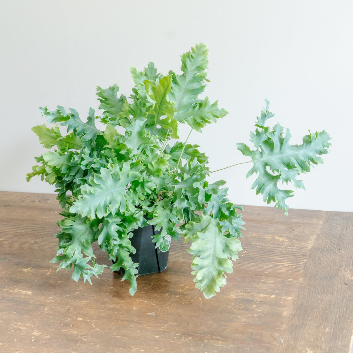 フレボディウムダバナをオーダーするならFlower&amp;Plants tette │ 「手から手へ、想いを運ぶフラワーショップ」【板橋駅徒歩4分】【熟練フローリスト夫婦が運営】【最短2営業日で発送】【24時間365日注文OK】【ギフトは3300円〜】フラワーギフトを手から手へ、想いを込めたブーケやアレンジメントで大切な人に感謝と愛情を。シーンや用途に合わせて選びやすい豊富な種
