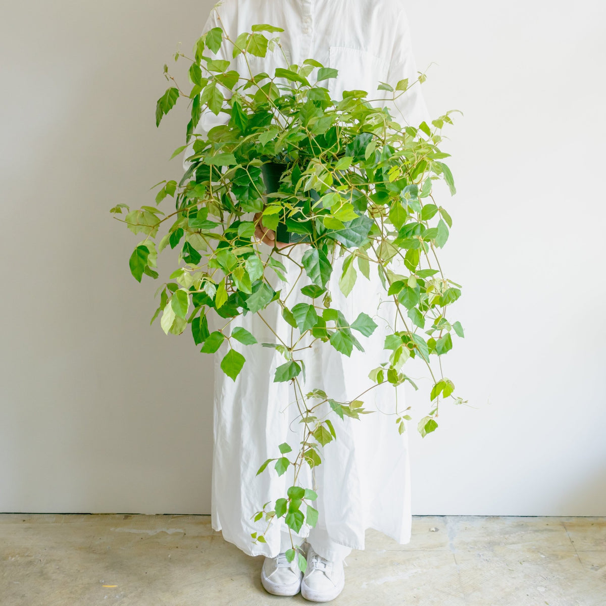 グレープアイビーをオーダーするならFlower&amp;Plants tette │ 「手から手へ、想いを運ぶフラワーショップ」【板橋駅徒歩4分】【熟練フローリスト夫婦が運営】【最短2営業日で発送】【24時間365日注文OK】【ギフトは3300円〜】フラワーギフトを手から手へ、想いを込めたブーケやアレンジメントで大切な人に感謝と愛情を。シーンや用途に合わせて選びやすい豊富な種