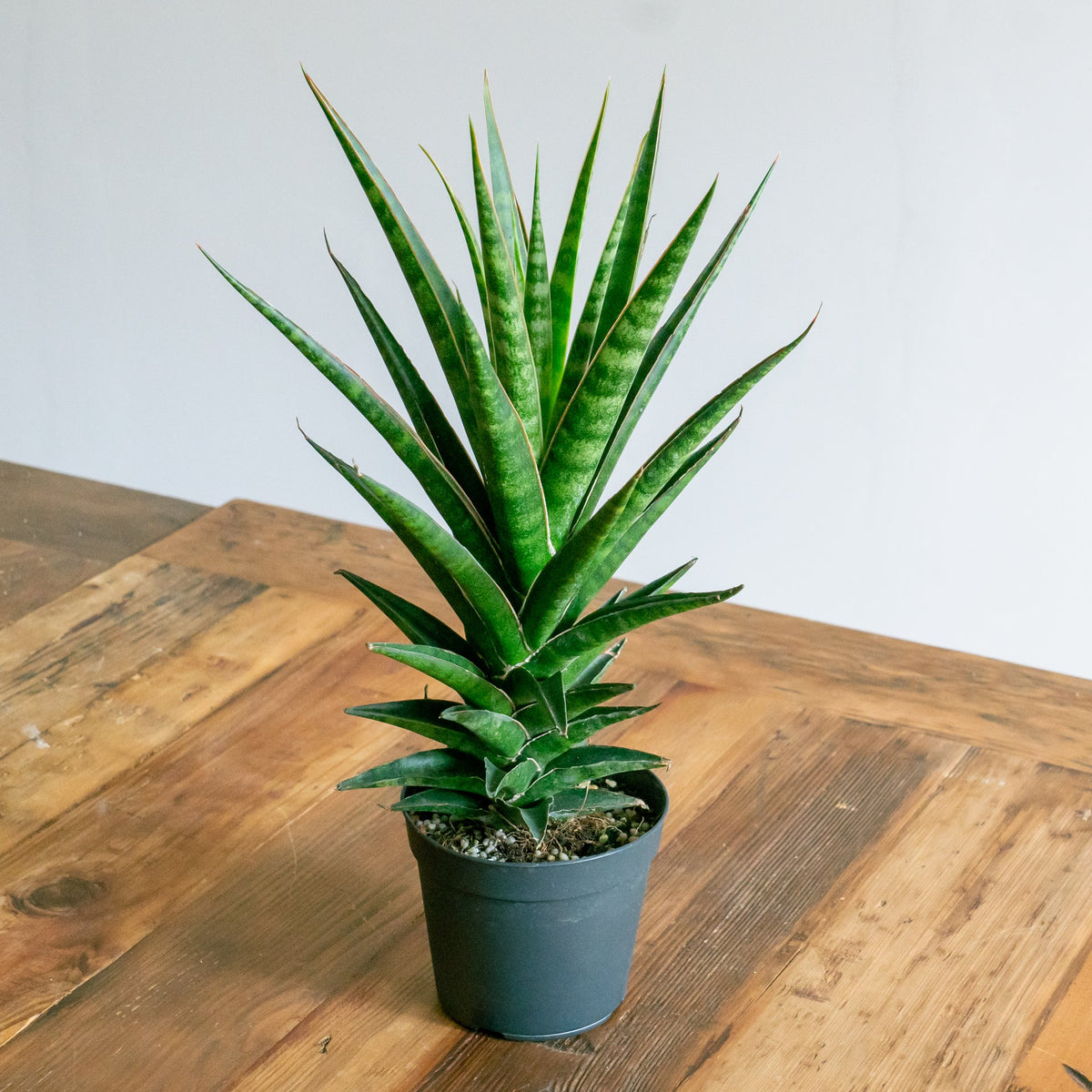 サンスベリア ビースリーをオーダーするならFlower&amp;Plants tette │ 「手から手へ、想いを運ぶフラワーショップ」【板橋駅徒歩4分】【熟練フローリスト夫婦が運営】【最短2営業日で発送】【24時間365日注文OK】【ギフトは3300円〜】フラワーギフトを手から手へ、想いを込めたブーケやアレンジメントで大切な人に感謝と愛情を。シーンや用途に合わせて選びやすい豊富な種
