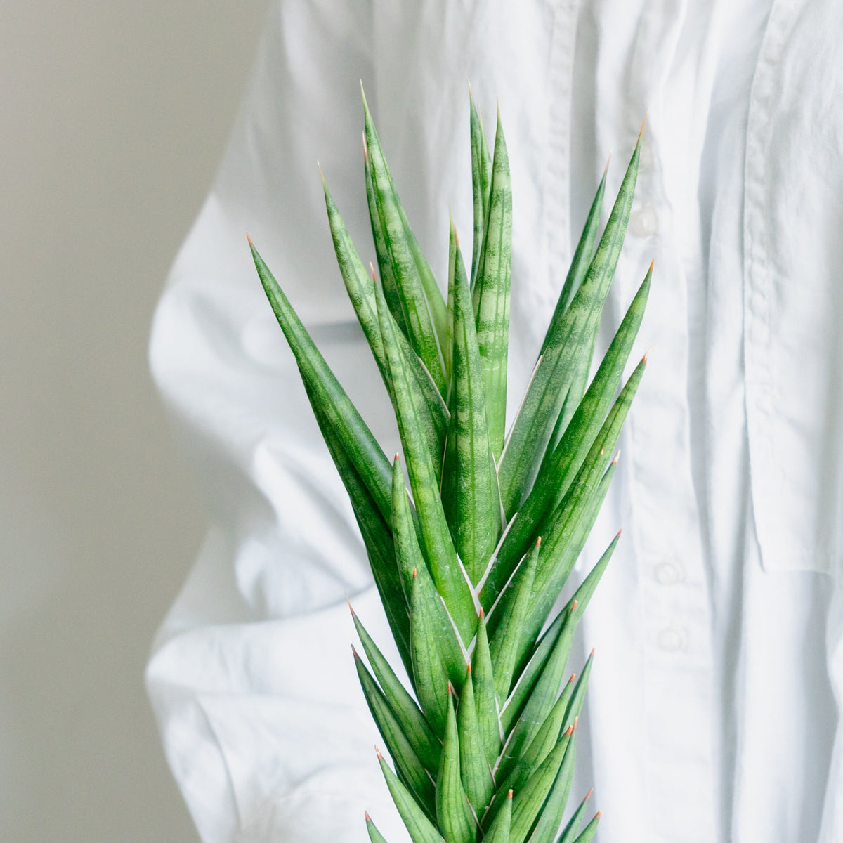 サンスベリア フランシンをオーダーするならFlower&amp;Plants tette │ 「手から手へ、想いを運ぶフラワーショップ」【板橋駅徒歩4分】【熟練フローリスト夫婦が運営】【最短2営業日で発送】【24時間365日注文OK】【ギフトは3300円〜】フラワーギフトを手から手へ、想いを込めたブーケやアレンジメントで大切な人に感謝と愛情を。シーンや用途に合わせて選びやすい豊富な種