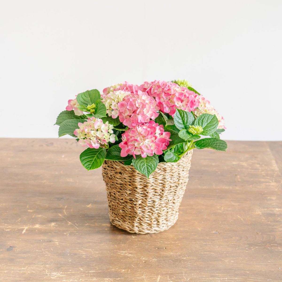 母の日 アジサイのギフトをオーダーするならFlower&amp;Plants tette │ 「手から手へ、想いを運ぶフラワーショップ」【板橋駅徒歩4分】【熟練フローリスト夫婦が運営】【最短2営業日で発送】【24時間365日注文OK】【ギフトは3300円〜】フラワーギフトを手から手へ、想いを込めたブーケやアレンジメントで大切な人に感謝と愛情を。シーンや用途に合わせて選びやすい豊富な種