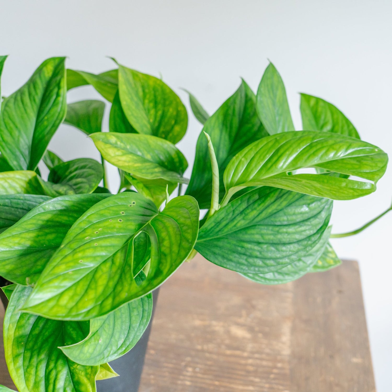 モンステラ カルステリアナムをオーダーするならFlower&amp;Plants tette │ 「手から手へ、想いを運ぶフラワーショップ」【板橋駅徒歩4分】【熟練フローリスト夫婦が運営】【最短2営業日で発送】【24時間365日注文OK】【ギフトは3300円〜】フラワーギフトを手から手へ、想いを込めたブーケやアレンジメントで大切な人に感謝と愛情を。シーンや用途に合わせて選びやすい豊富な種