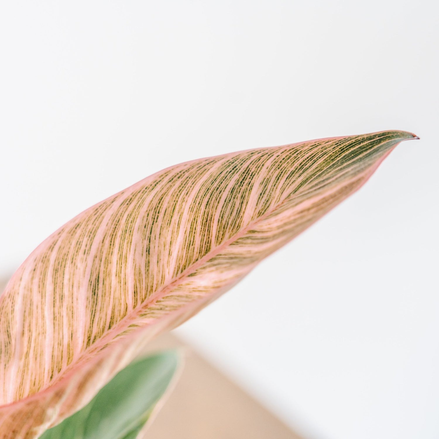 母の日 フィロデンドロン ピンクバーキンのギフトをオーダーするならFlower&amp;Plants tette │ 「手から手へ、想いを運ぶフラワーショップ」【板橋駅徒歩4分】【熟練フローリスト夫婦が運営】【最短2営業日で発送】【24時間365日注文OK】【ギフトは3300円〜】フラワーギフトを手から手へ、想いを込めたブーケやアレンジメントで大切な人に感謝と愛情を。シーンや用途に合わせて選びやすい豊富な種