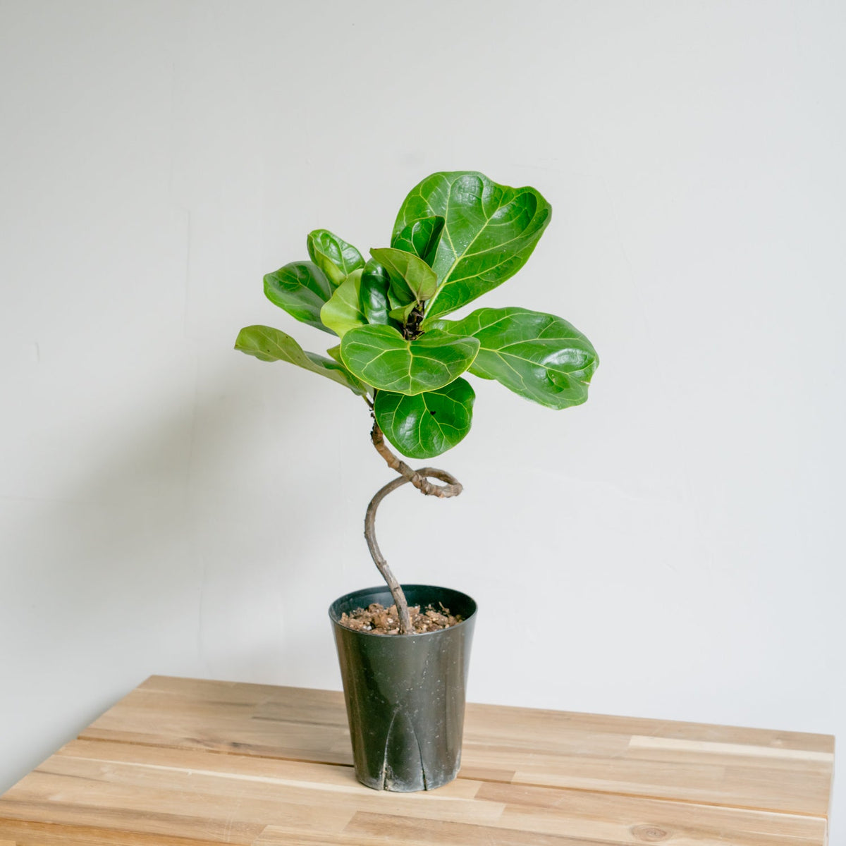 フィカス　バンビーノをオーダーするならFlower&amp;Plants tette │ 「手から手へ、想いを運ぶフラワーショップ」【板橋駅徒歩4分】【熟練フローリスト夫婦が運営】【最短2営業日で発送】【24時間365日注文OK】【ギフトは3300円〜】フラワーギフトを手から手へ、想いを込めたブーケやアレンジメントで大切な人に感謝と愛情を。シーンや用途に合わせて選びやすい豊富な種