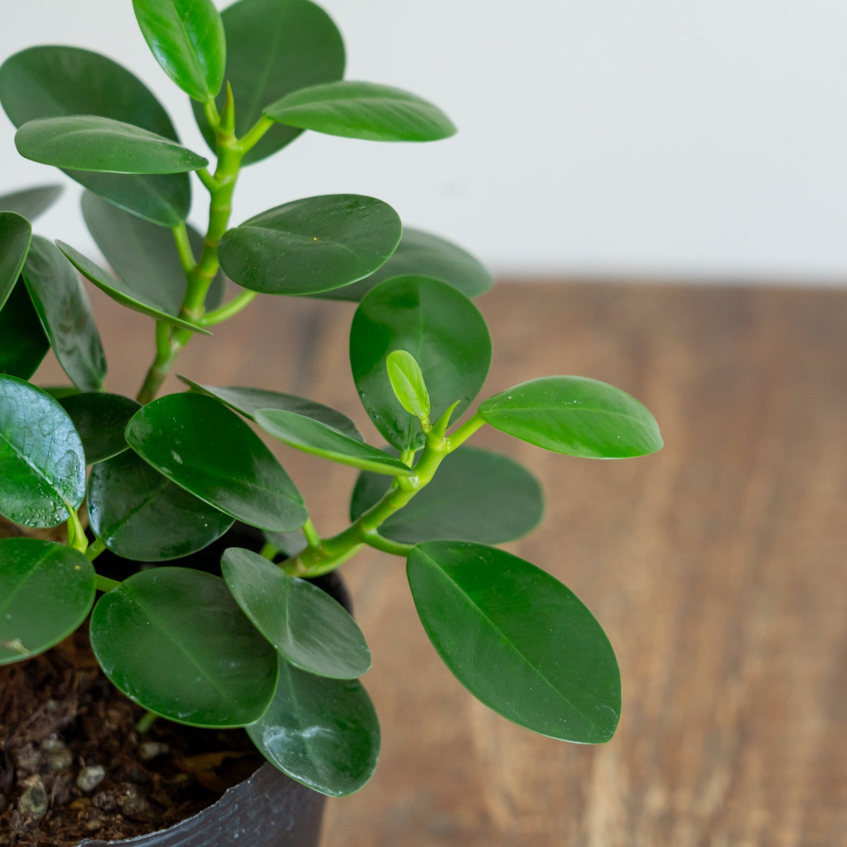 フィカス　ミクロフィラパンダをオーダーするならFlower&amp;Plants tette │ 「手から手へ、想いを運ぶフラワーショップ」【板橋駅徒歩4分】【熟練フローリスト夫婦が運営】【最短2営業日で発送】【24時間365日注文OK】【ギフトは3300円〜】フラワーギフトを手から手へ、想いを込めたブーケやアレンジメントで大切な人に感謝と愛情を。シーンや用途に合わせて選びやすい豊富な種