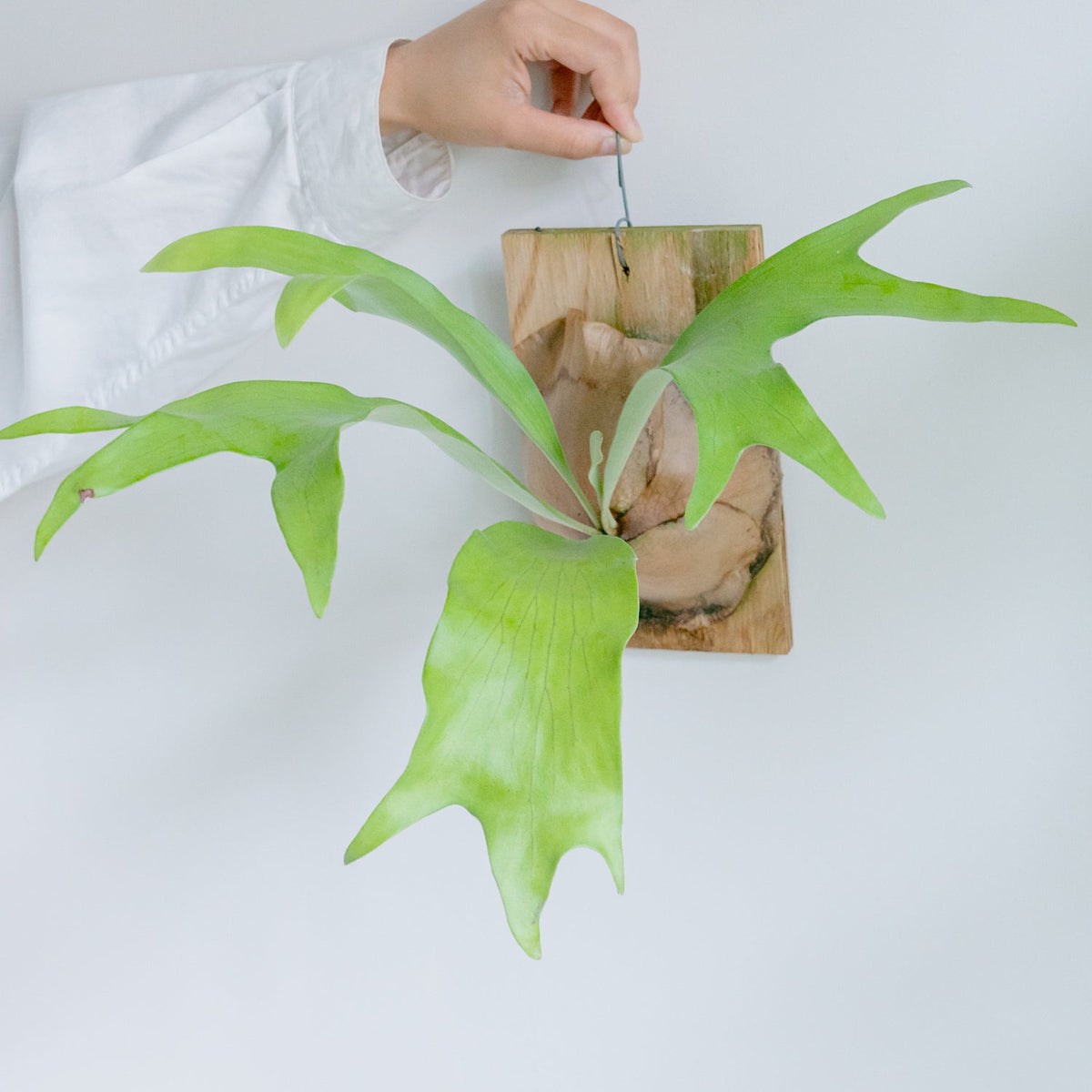 ビカクシダ　ヒリーをオーダーするならFlower&amp;Plants tette │ 「手から手へ、想いを運ぶフラワーショップ」【板橋駅徒歩4分】【熟練フローリスト夫婦が運営】【最短2営業日で発送】【24時間365日注文OK】【ギフトは3300円〜】フラワーギフトを手から手へ、想いを込めたブーケやアレンジメントで大切な人に感謝と愛情を。シーンや用途に合わせて選びやすい豊富な種