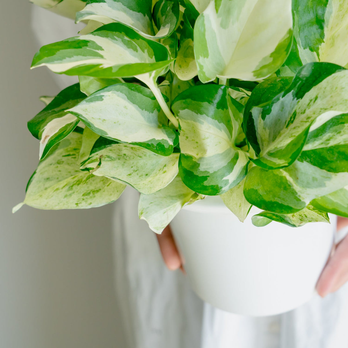 ポトス ステータスをオーダーするならFlower&amp;Plants tette │ 「手から手へ、想いを運ぶフラワーショップ」【板橋駅徒歩4分】【熟練フローリスト夫婦が運営】【最短2営業日で発送】【24時間365日注文OK】【ギフトは3300円〜】フラワーギフトを手から手へ、想いを込めたブーケやアレンジメントで大切な人に感謝と愛情を。シーンや用途に合わせて選びやすい豊富な種