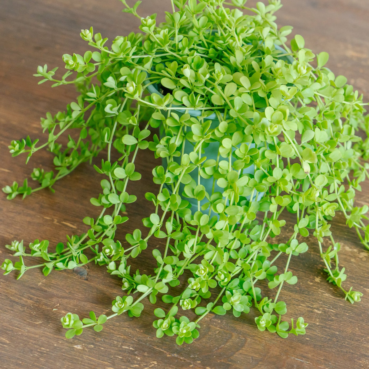 ペペロミア デビーナをオーダーするならFlower&amp;Plants tette │ 「手から手へ、想いを運ぶフラワーショップ」【板橋駅徒歩4分】【熟練フローリスト夫婦が運営】【最短2営業日で発送】【24時間365日注文OK】【ギフトは3300円〜】フラワーギフトを手から手へ、想いを込めたブーケやアレンジメントで大切な人に感謝と愛情を。シーンや用途に合わせて選びやすい豊富な種