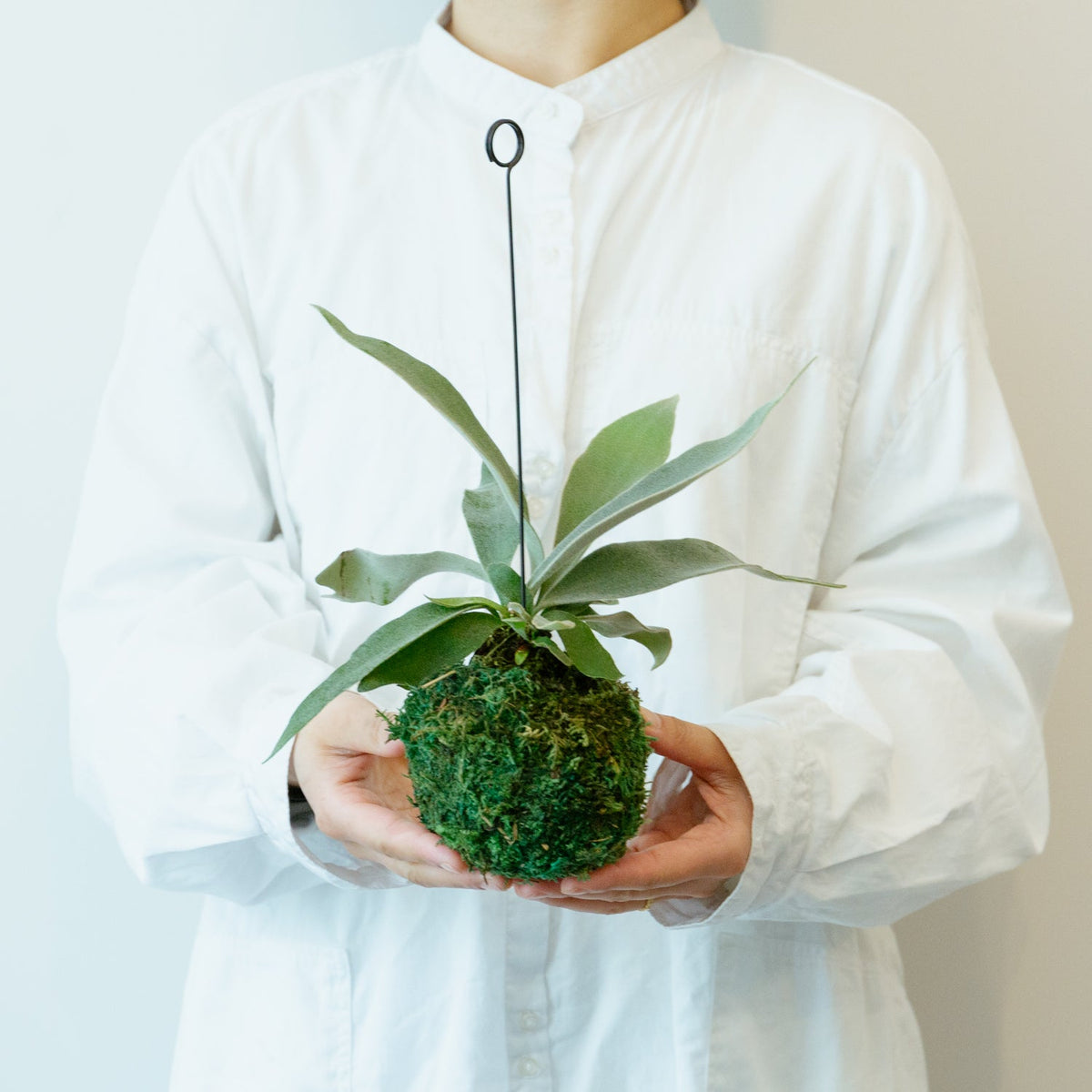 ビカクシダ　ヴィーチーをオーダーするならFlower&amp;Plants tette │ 「手から手へ、想いを運ぶフラワーショップ」【板橋駅徒歩4分】【熟練フローリスト夫婦が運営】【最短2営業日で発送】【24時間365日注文OK】【ギフトは3300円〜】フラワーギフトを手から手へ、想いを込めたブーケやアレンジメントで大切な人に感謝と愛情を。シーンや用途に合わせて選びやすい豊富な種