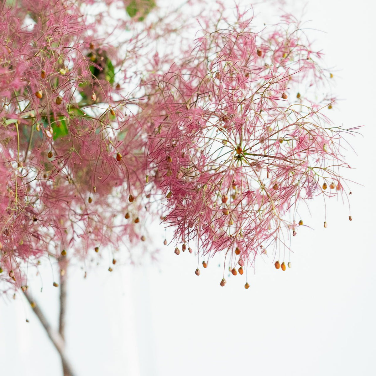 枝もの定期便をオーダーするならFlower&amp;Plants tette │ 「手から手へ、想いを運ぶフラワーショップ」【板橋駅徒歩4分】【熟練フローリスト夫婦が運営】【最短2営業日で発送】【24時間365日注文OK】【ギフトは3300円〜】フラワーギフトを手から手へ、想いを込めたブーケやアレンジメントで大切な人に感謝と愛情を。シーンや用途に合わせて選びやすい豊富な種