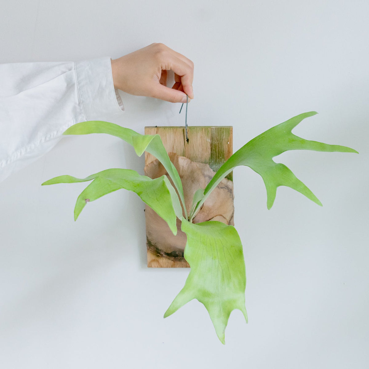ビカクシダ　ヒリーをオーダーするならFlower&amp;Plants tette │ 「手から手へ、想いを運ぶフラワーショップ」【板橋駅徒歩4分】【熟練フローリスト夫婦が運営】【最短2営業日で発送】【24時間365日注文OK】【ギフトは3300円〜】フラワーギフトを手から手へ、想いを込めたブーケやアレンジメントで大切な人に感謝と愛情を。シーンや用途に合わせて選びやすい豊富な種