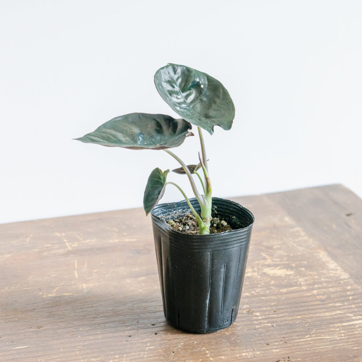 アロカシア・インフェリナリス・ブラックジャックをオーダーするならFlower&amp;Plants tette │ 「手から手へ、想いを運ぶフラワーショップ」【板橋駅徒歩4分】【熟練フローリスト夫婦が運営】【最短2営業日で発送】【24時間365日注文OK】【ギフトは3300円〜】フラワーギフトを手から手へ、想いを込めたブーケやアレンジメントで大切な人に感謝と愛情を。シーンや用途に合わせて選びやすい豊富な種