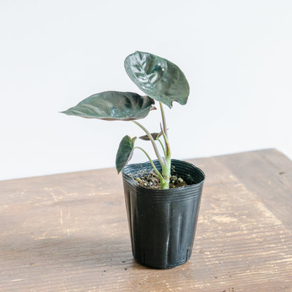 アロカシア・インフェリナリス・ブラックジャックをオーダーするならFlower&amp;Plants tette │ 「手から手へ、想いを運ぶフラワーショップ」【板橋駅徒歩4分】【熟練フローリスト夫婦が運営】【最短2営業日で発送】【24時間365日注文OK】【ギフトは3300円〜】フラワーギフトを手から手へ、想いを込めたブーケやアレンジメントで大切な人に感謝と愛情を。シーンや用途に合わせて選びやすい豊富な種