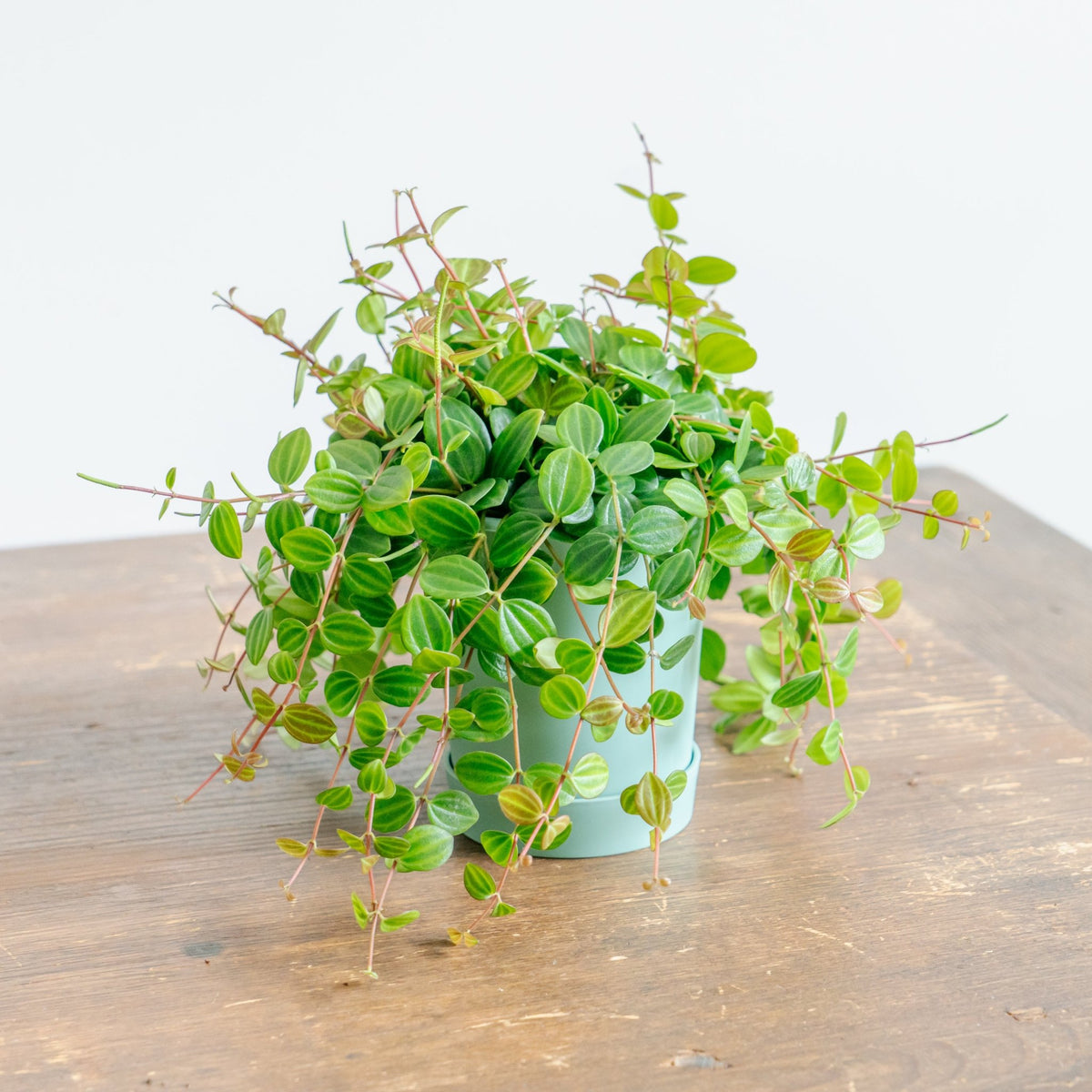 ペペロミア アングラータをオーダーするならFlower&amp;Plants tette │ 「手から手へ、想いを運ぶフラワーショップ」【板橋駅徒歩4分】【熟練フローリスト夫婦が運営】【最短2営業日で発送】【24時間365日注文OK】【ギフトは3300円〜】フラワーギフトを手から手へ、想いを込めたブーケやアレンジメントで大切な人に感謝と愛情を。シーンや用途に合わせて選びやすい豊富な種