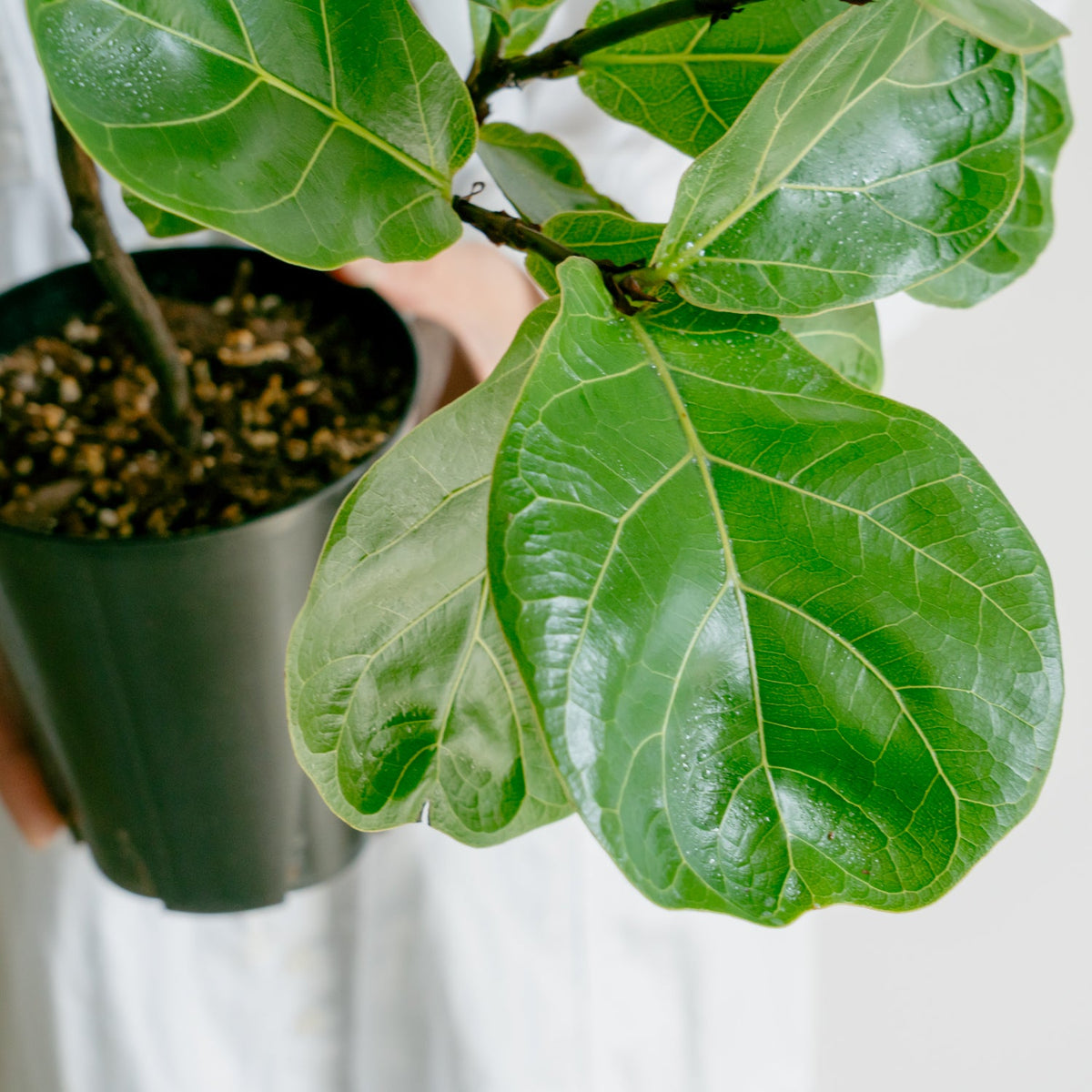 フィカス　バンビーノをオーダーするならFlower&amp;Plants tette │ 「手から手へ、想いを運ぶフラワーショップ」【板橋駅徒歩4分】【熟練フローリスト夫婦が運営】【最短2営業日で発送】【24時間365日注文OK】【ギフトは3300円〜】フラワーギフトを手から手へ、想いを込めたブーケやアレンジメントで大切な人に感謝と愛情を。シーンや用途に合わせて選びやすい豊富な種