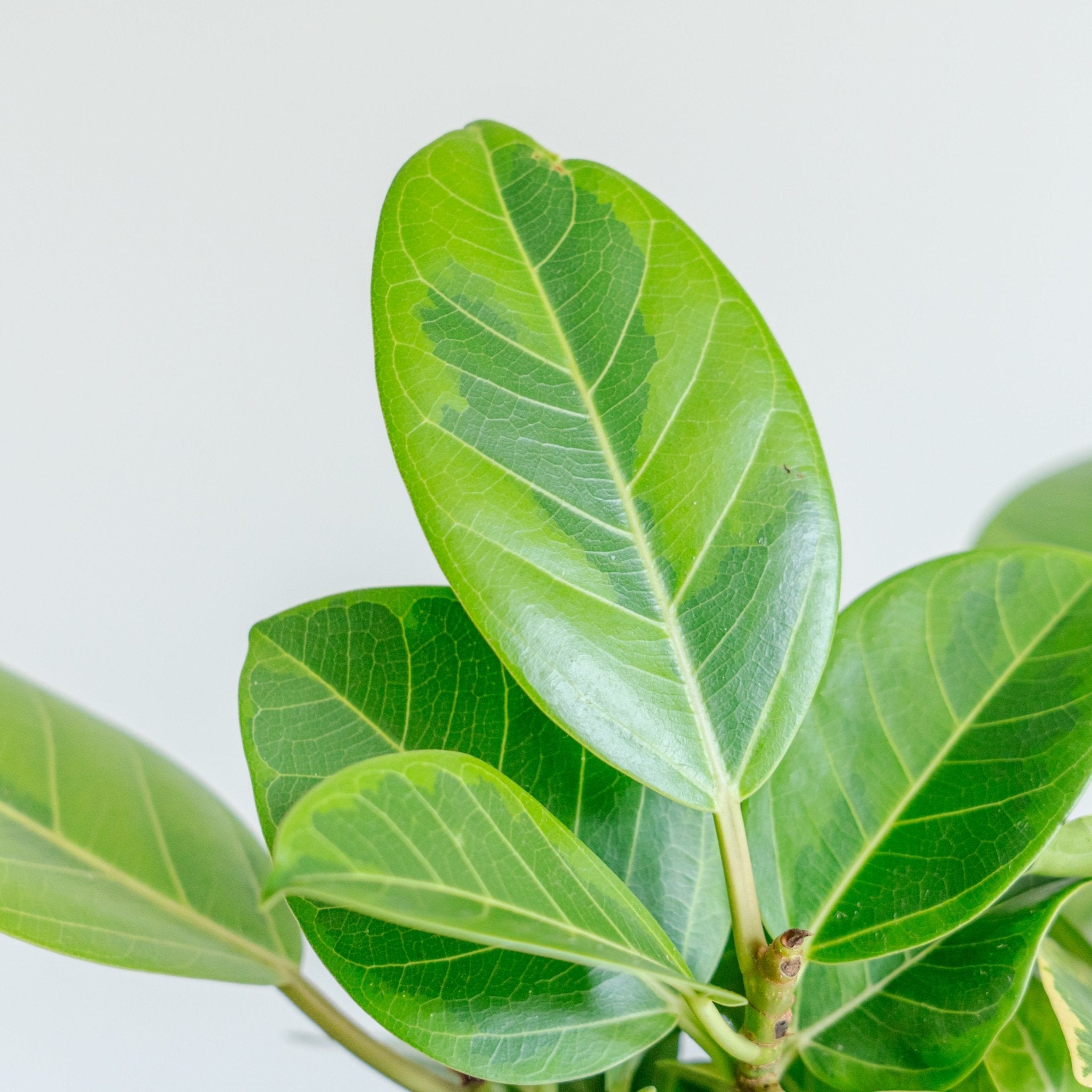 フィカス アルテシマをオーダーするならFlower&amp;Plants tette │ 「手から手へ、想いを運ぶフラワーショップ」【板橋駅徒歩4分】【熟練フローリスト夫婦が運営】【最短2営業日で発送】【24時間365日注文OK】【ギフトは3300円〜】フラワーギフトを手から手へ、想いを込めたブーケやアレンジメントで大切な人に感謝と愛情を。シーンや用途に合わせて選びやすい豊富な種