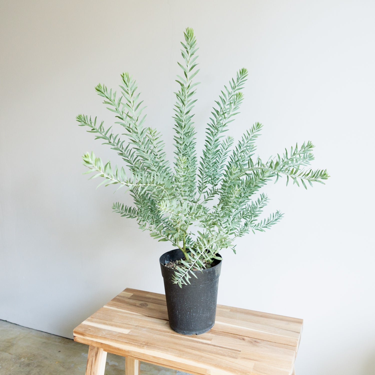 アカシア ブルーブッシュならFlower&Plants tette │ 「手から手