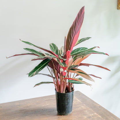 カラテア トリオスターをオーダーするならFlower&amp;Plants tette │ 「手から手へ、想いを運ぶフラワーショップ」【板橋駅徒歩4分】【熟練フローリスト夫婦が運営】【最短2営業日で発送】【24時間365日注文OK】【ギフトは3300円〜】フラワーギフトを手から手へ、想いを込めたブーケやアレンジメントで大切な人に感謝と愛情を。シーンや用途に合わせて選びやすい豊富な種