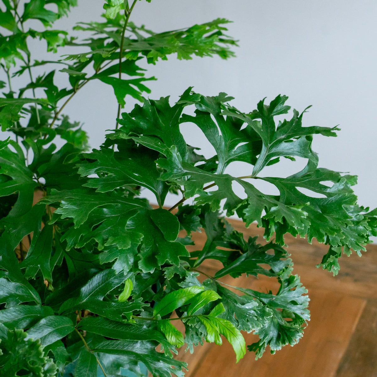 フレポディウム ファラックスをオーダーするならFlower&amp;Plants tette │ 「手から手へ、想いを運ぶフラワーショップ」【板橋駅徒歩4分】【熟練フローリスト夫婦が運営】【最短2営業日で発送】【24時間365日注文OK】【ギフトは3300円〜】フラワーギフトを手から手へ、想いを込めたブーケやアレンジメントで大切な人に感謝と愛情を。シーンや用途に合わせて選びやすい豊富な種