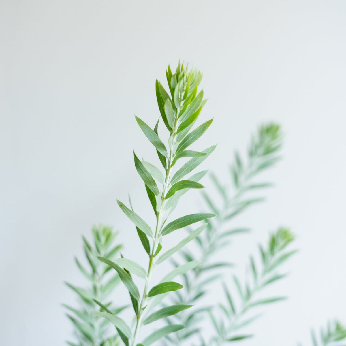 アカシア ブルーブッシュをオーダーするならFlower&amp;Plants tette │ 「手から手へ、想いを運ぶフラワーショップ」【板橋駅徒歩4分】【熟練フローリスト夫婦が運営】【最短2営業日で発送】【24時間365日注文OK】【ギフトは3300円〜】フラワーギフトを手から手へ、想いを込めたブーケやアレンジメントで大切な人に感謝と愛情を。シーンや用途に合わせて選びやすい豊富な種