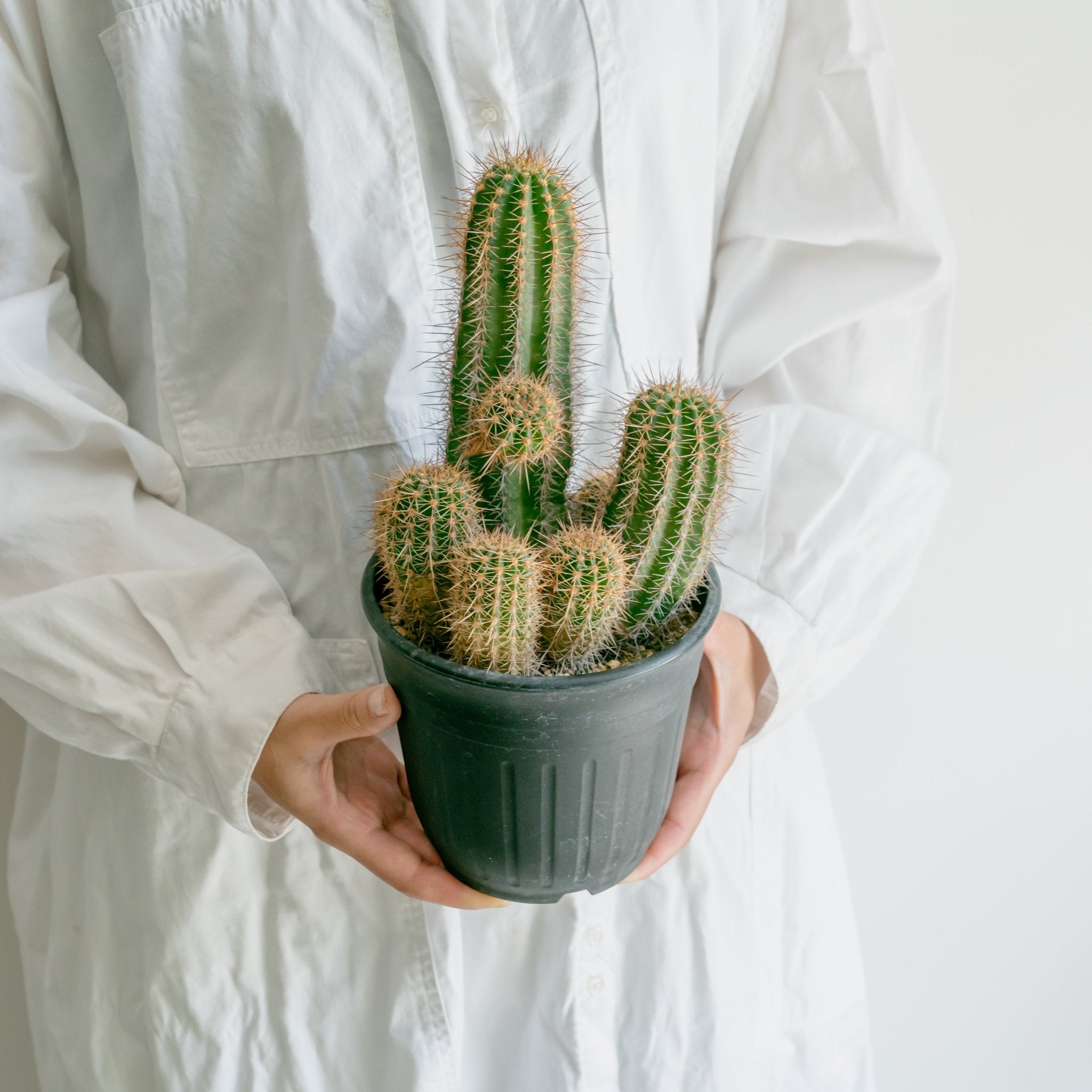 サボテン 輝陽丸ならFlower&Plants tette │ 「手から手へ、想い サボテン 輝陽丸ならFlower&Plants tette │ 「手から手へ、想い