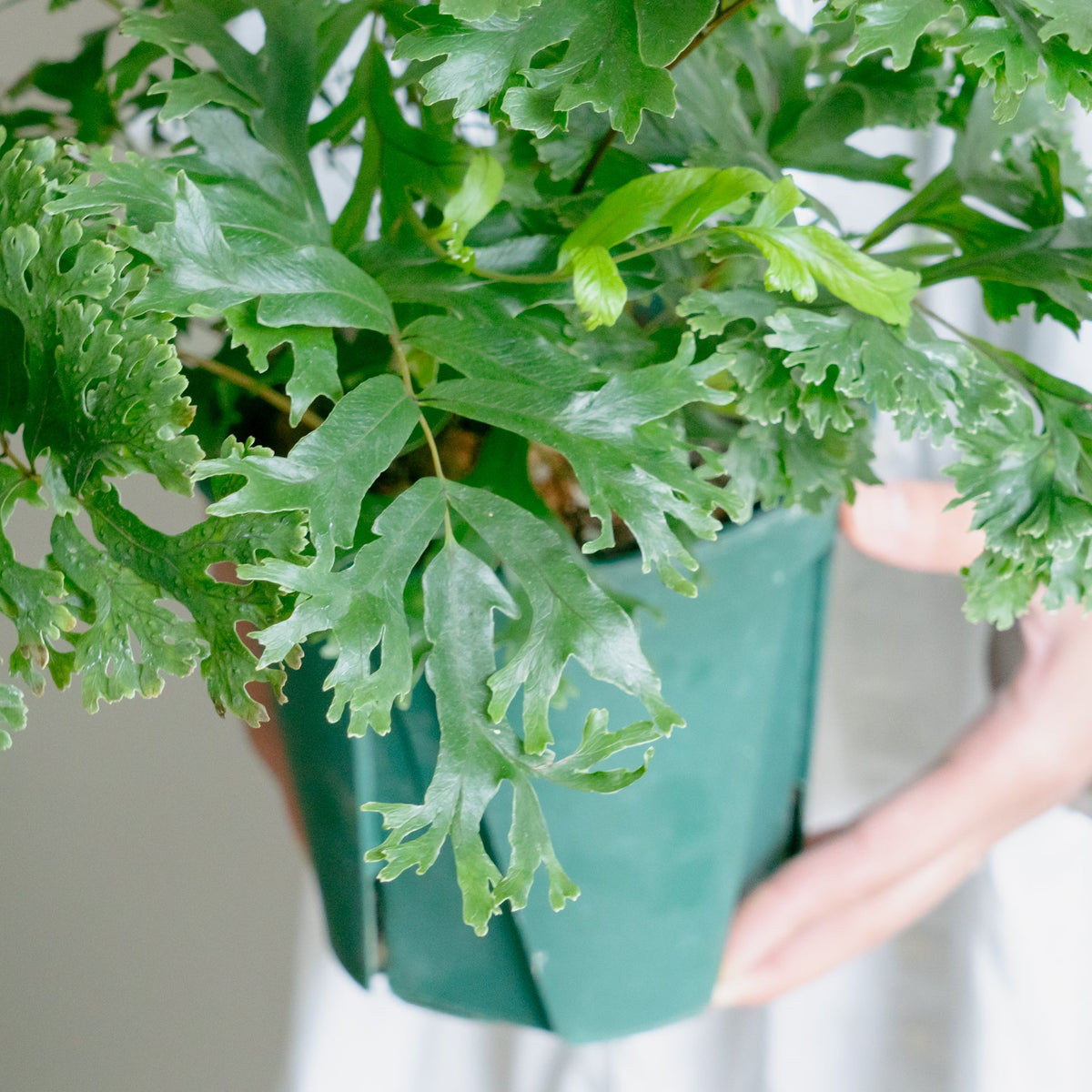 フレポディウム ファラックスをオーダーするならFlower&amp;Plants tette │ 「手から手へ、想いを運ぶフラワーショップ」【板橋駅徒歩4分】【熟練フローリスト夫婦が運営】【最短2営業日で発送】【24時間365日注文OK】【ギフトは3300円〜】フラワーギフトを手から手へ、想いを込めたブーケやアレンジメントで大切な人に感謝と愛情を。シーンや用途に合わせて選びやすい豊富な種