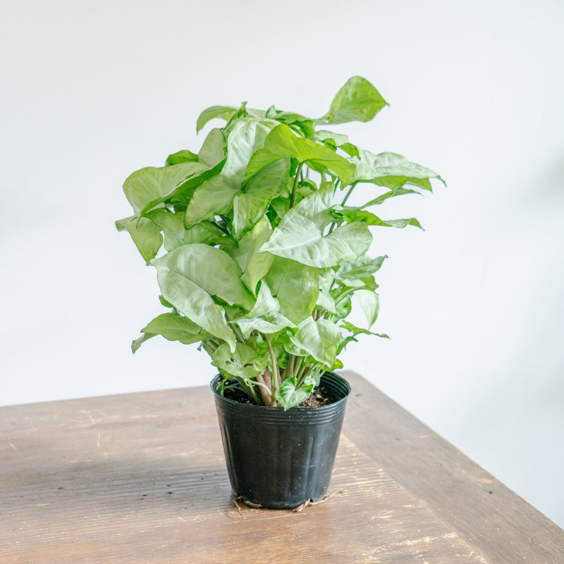 シンゴジウムをオーダーするならFlower&amp;Plants tette │ 「手から手へ、想いを運ぶフラワーショップ」【板橋駅徒歩4分】【熟練フローリスト夫婦が運営】【最短2営業日で発送】【24時間365日注文OK】【ギフトは3300円〜】フラワーギフトを手から手へ、想いを込めたブーケやアレンジメントで大切な人に感謝と愛情を。シーンや用途に合わせて選びやすい豊富な種