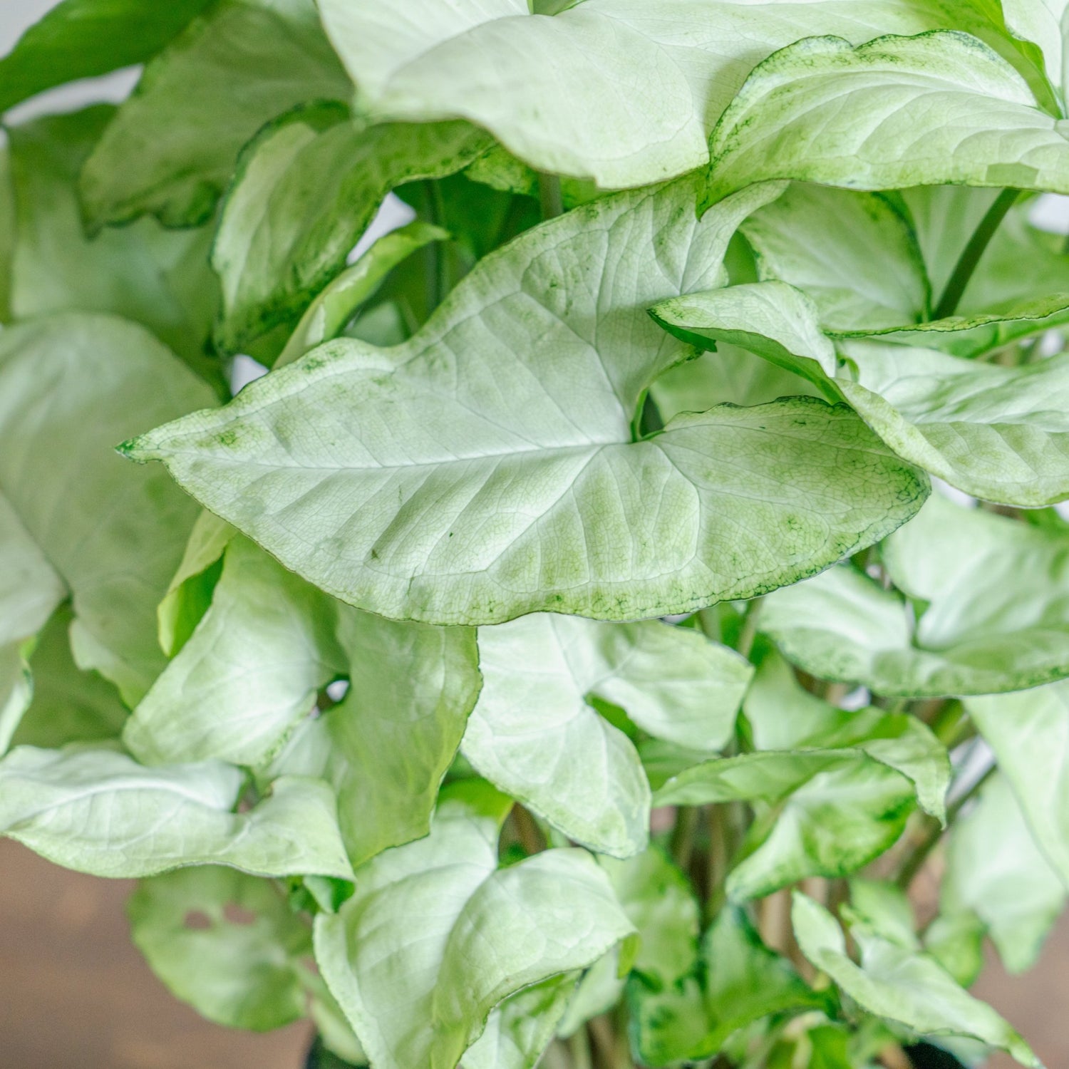 シンゴジウムをオーダーするならFlower&amp;Plants tette │ 「手から手へ、想いを運ぶフラワーショップ」【板橋駅徒歩4分】【熟練フローリスト夫婦が運営】【最短2営業日で発送】【24時間365日注文OK】【ギフトは3300円〜】フラワーギフトを手から手へ、想いを込めたブーケやアレンジメントで大切な人に感謝と愛情を。シーンや用途に合わせて選びやすい豊富な種