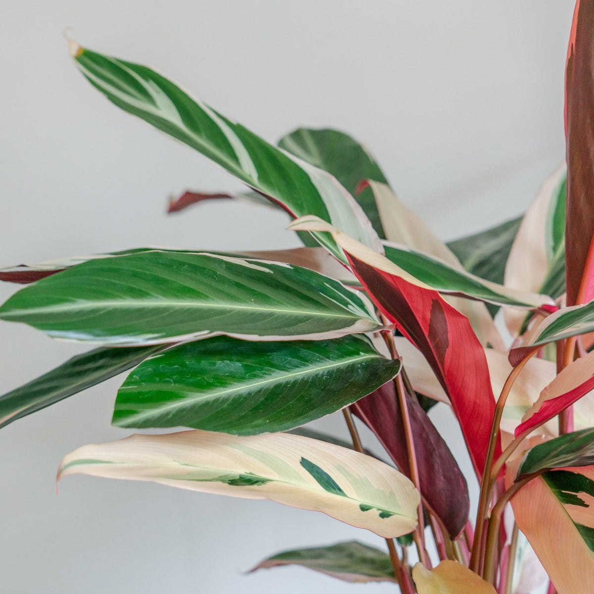 カラテア トリオスターをオーダーするならFlower&amp;Plants tette │ 「手から手へ、想いを運ぶフラワーショップ」【板橋駅徒歩4分】【熟練フローリスト夫婦が運営】【最短2営業日で発送】【24時間365日注文OK】【ギフトは3300円〜】フラワーギフトを手から手へ、想いを込めたブーケやアレンジメントで大切な人に感謝と愛情を。シーンや用途に合わせて選びやすい豊富な種