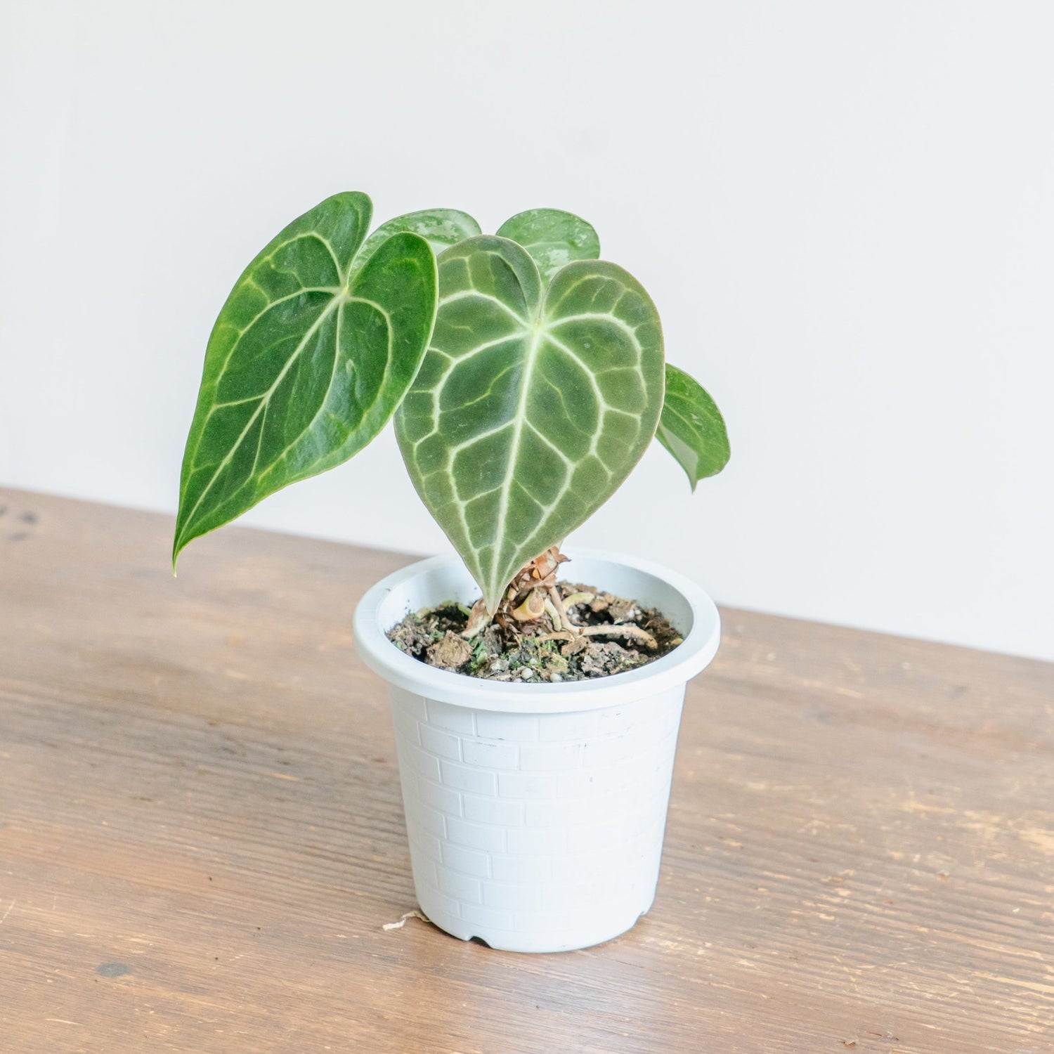 アンスリウム　クラリネルバムをオーダーするならFlower&amp;Plants tette │ 「手から手へ、想いを運ぶフラワーショップ」【板橋駅徒歩4分】【熟練フローリスト夫婦が運営】【最短2営業日で発送】【24時間365日注文OK】【ギフトは3300円〜】フラワーギフトを手から手へ、想いを込めたブーケやアレンジメントで大切な人に感謝と愛情を。シーンや用途に合わせて選びやすい豊富な種