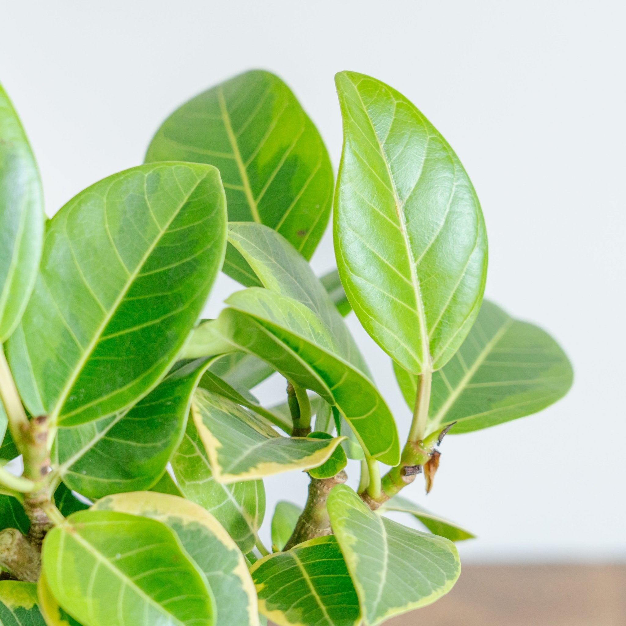 フィカス アルテシマをオーダーするならFlower&amp;Plants tette │ 「手から手へ、想いを運ぶフラワーショップ」【板橋駅徒歩4分】【熟練フローリスト夫婦が運営】【最短2営業日で発送】【24時間365日注文OK】【ギフトは3300円〜】フラワーギフトを手から手へ、想いを込めたブーケやアレンジメントで大切な人に感謝と愛情を。シーンや用途に合わせて選びやすい豊富な種